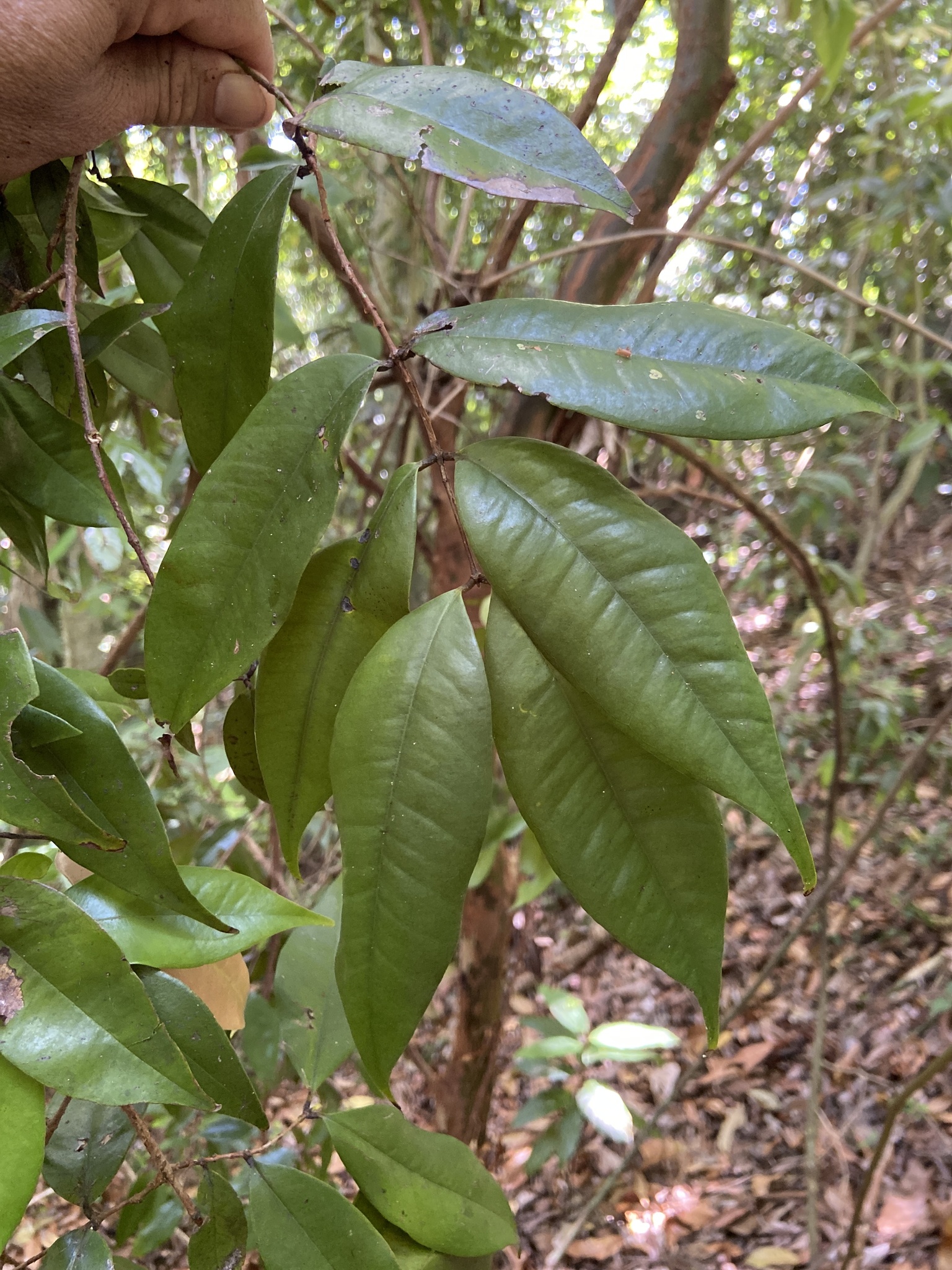 Imagem de Pedra-ume-caá