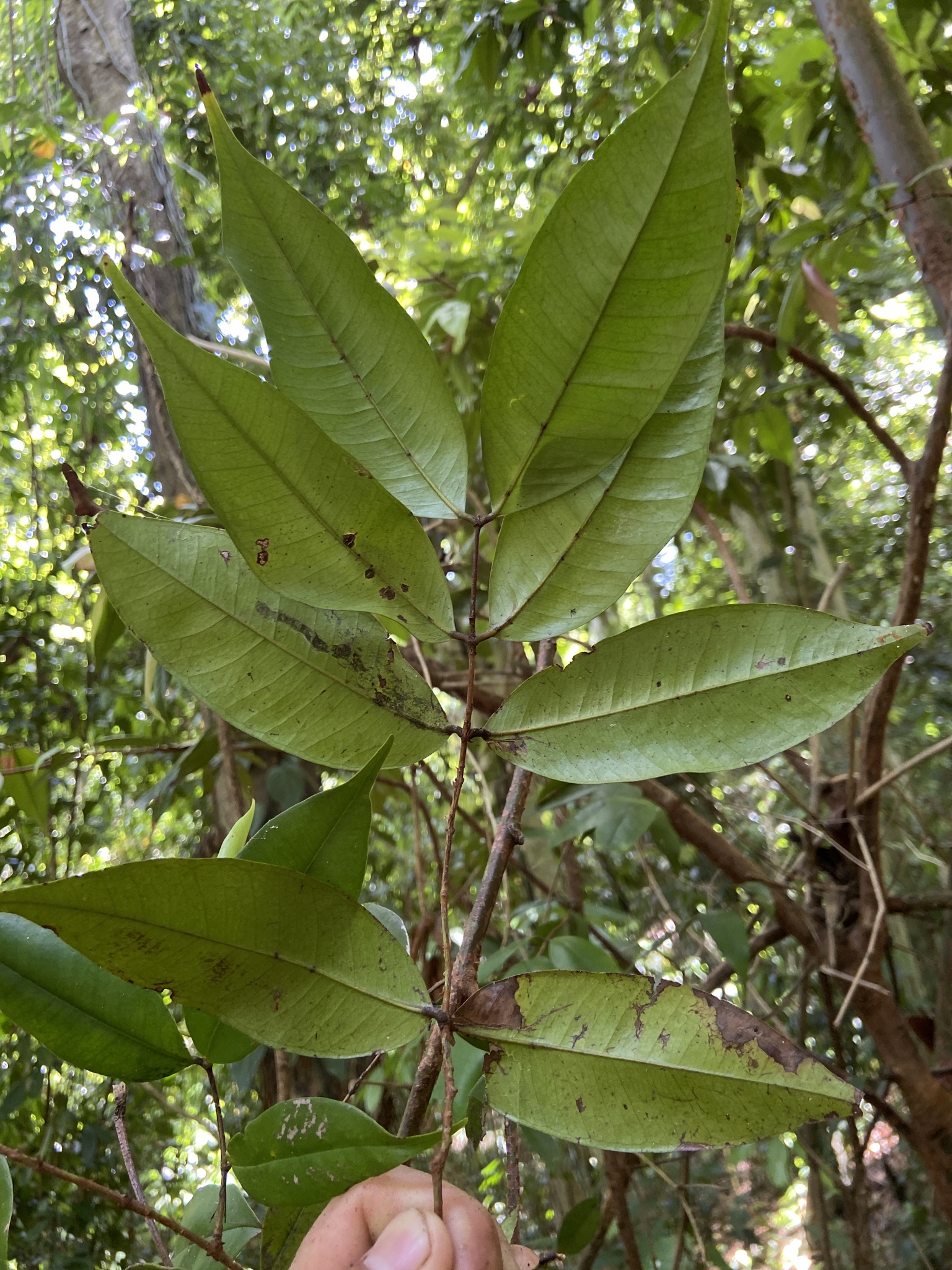 Imagem de Pedra-ume-caá