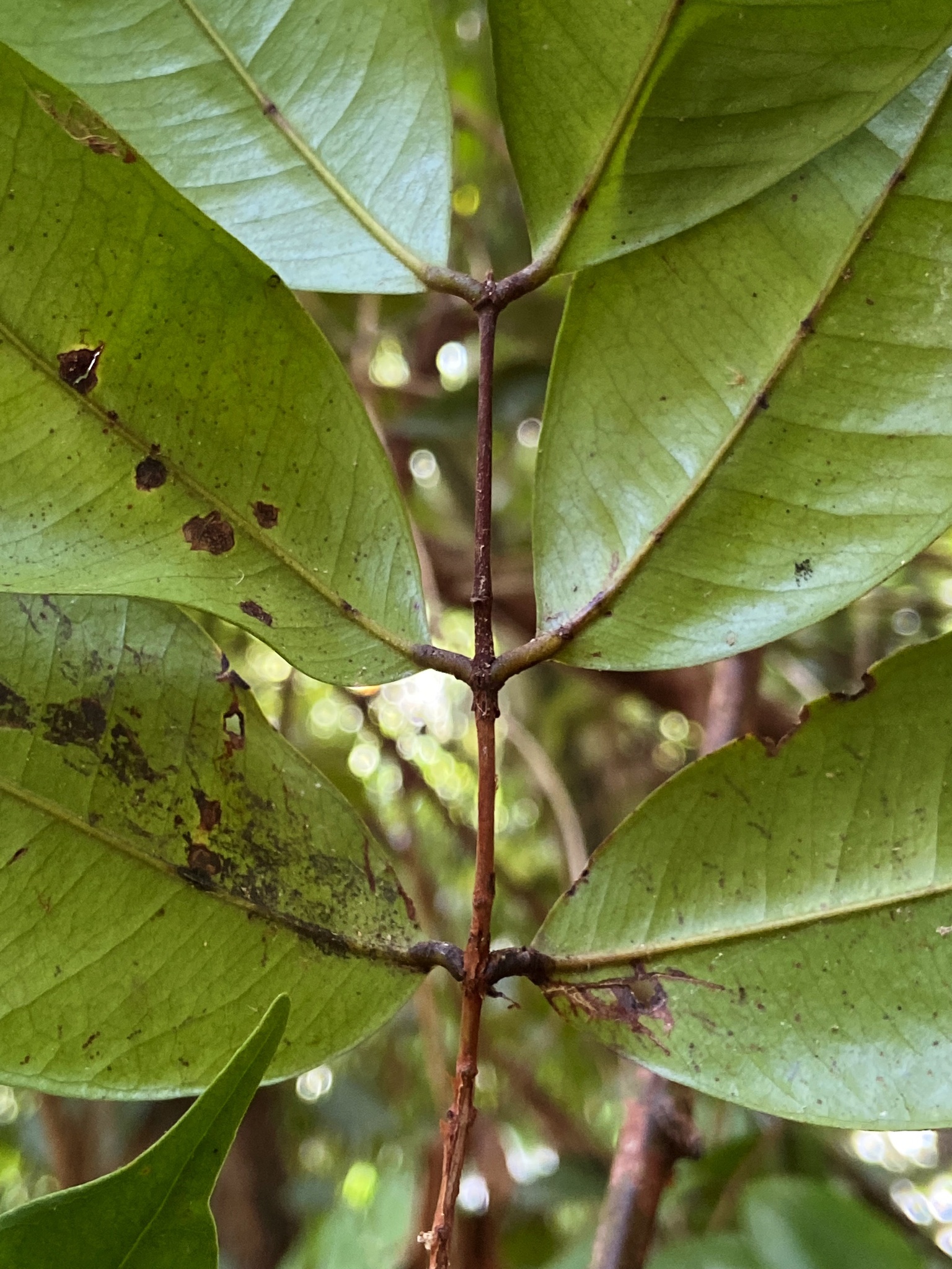 Imagem de Pedra-ume-caá