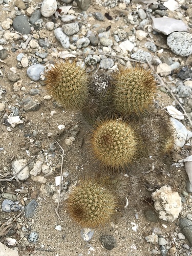 Cochemiea cerralboa (Cochemiea cerralboa)