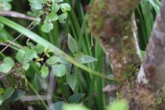 Metrosideros parkinsonii