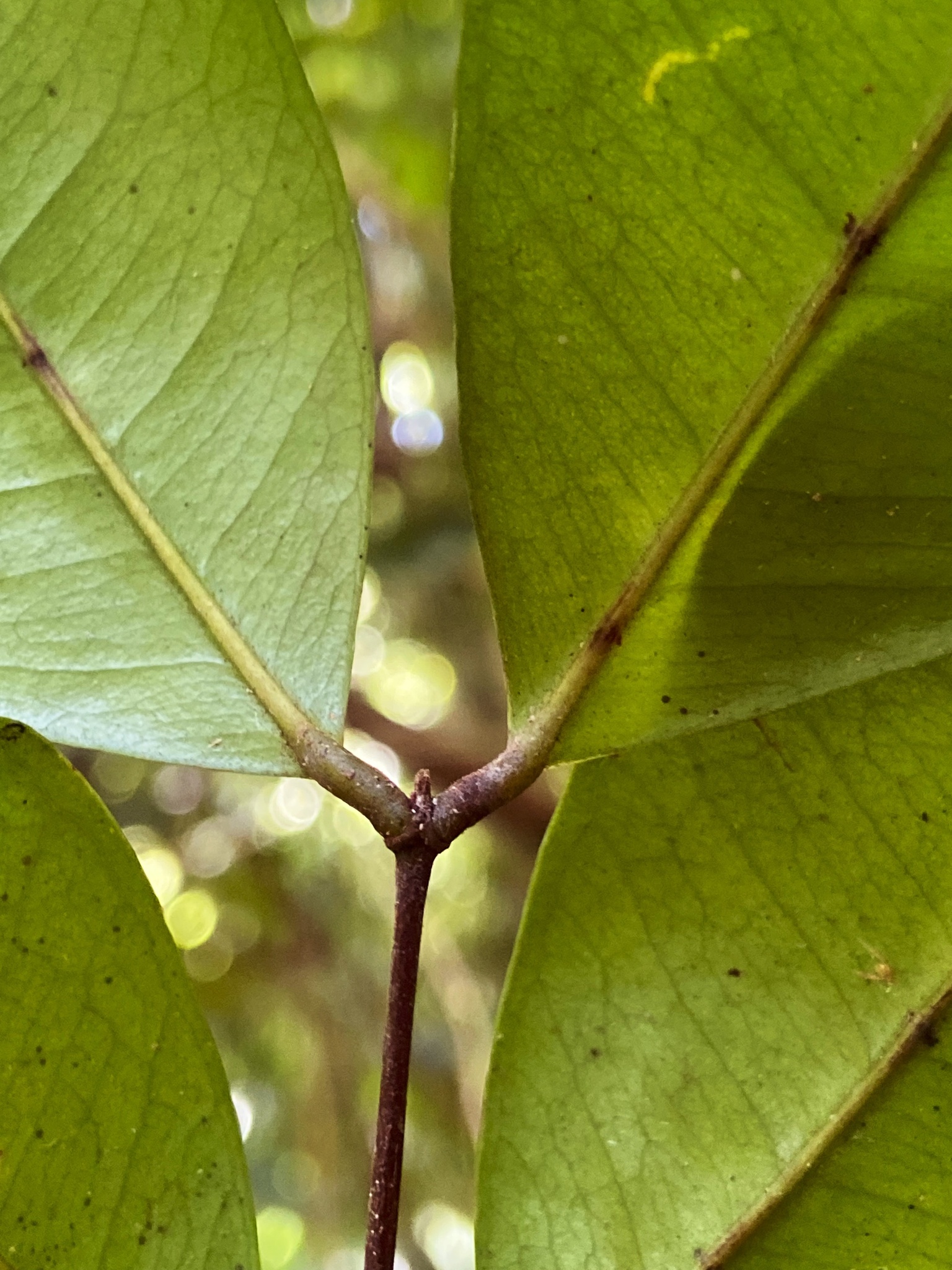 Imagem de Pedra-ume-caá