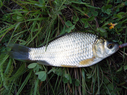 Prussian Carp