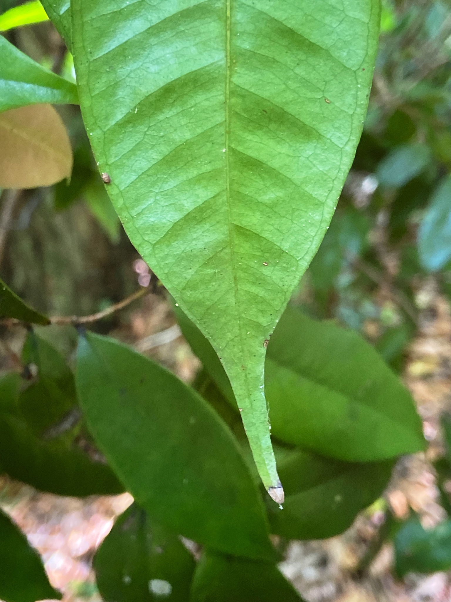 Imagem de Pedra-ume-caá
