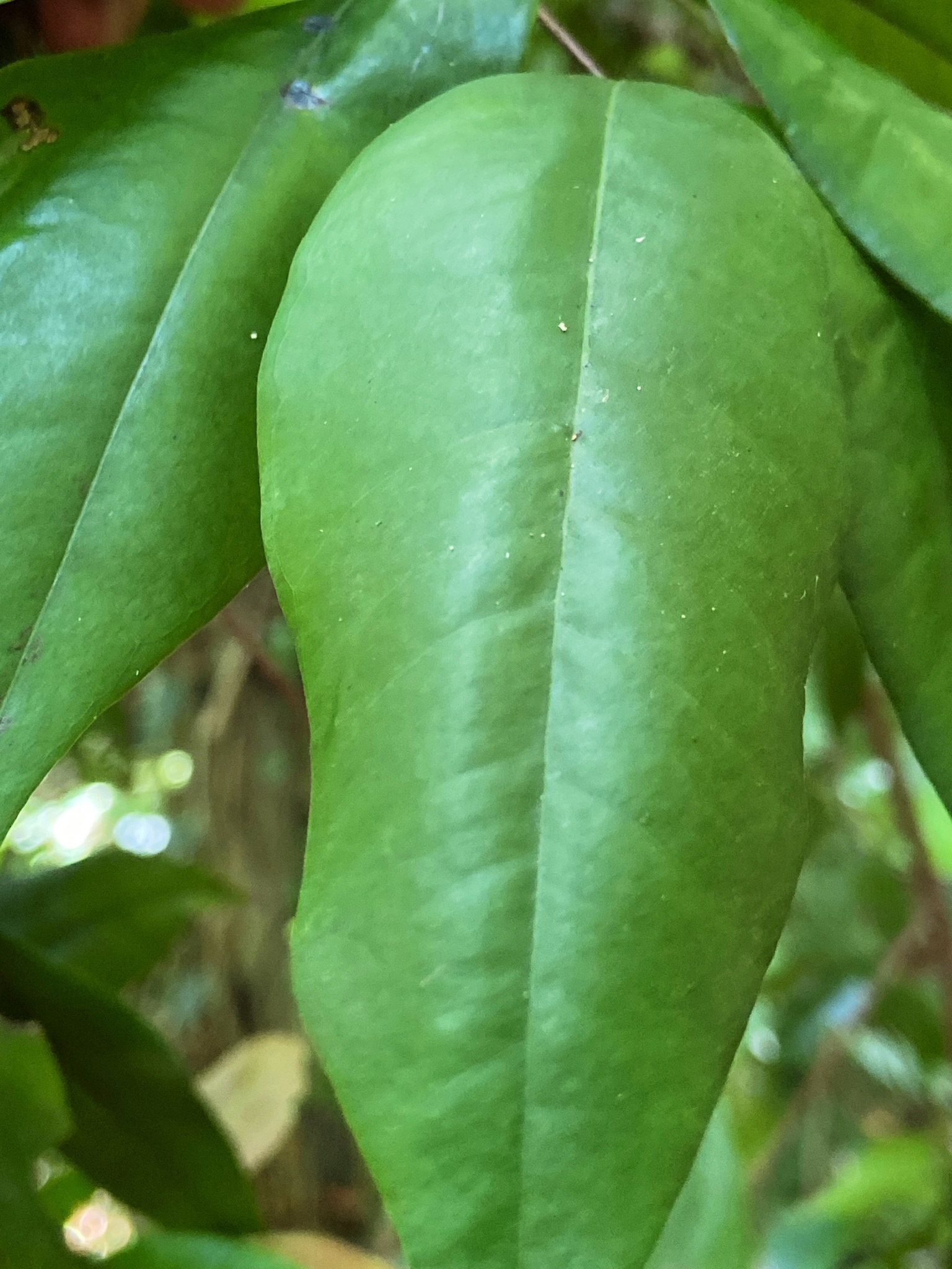 Imagem de Pedra-ume-caá