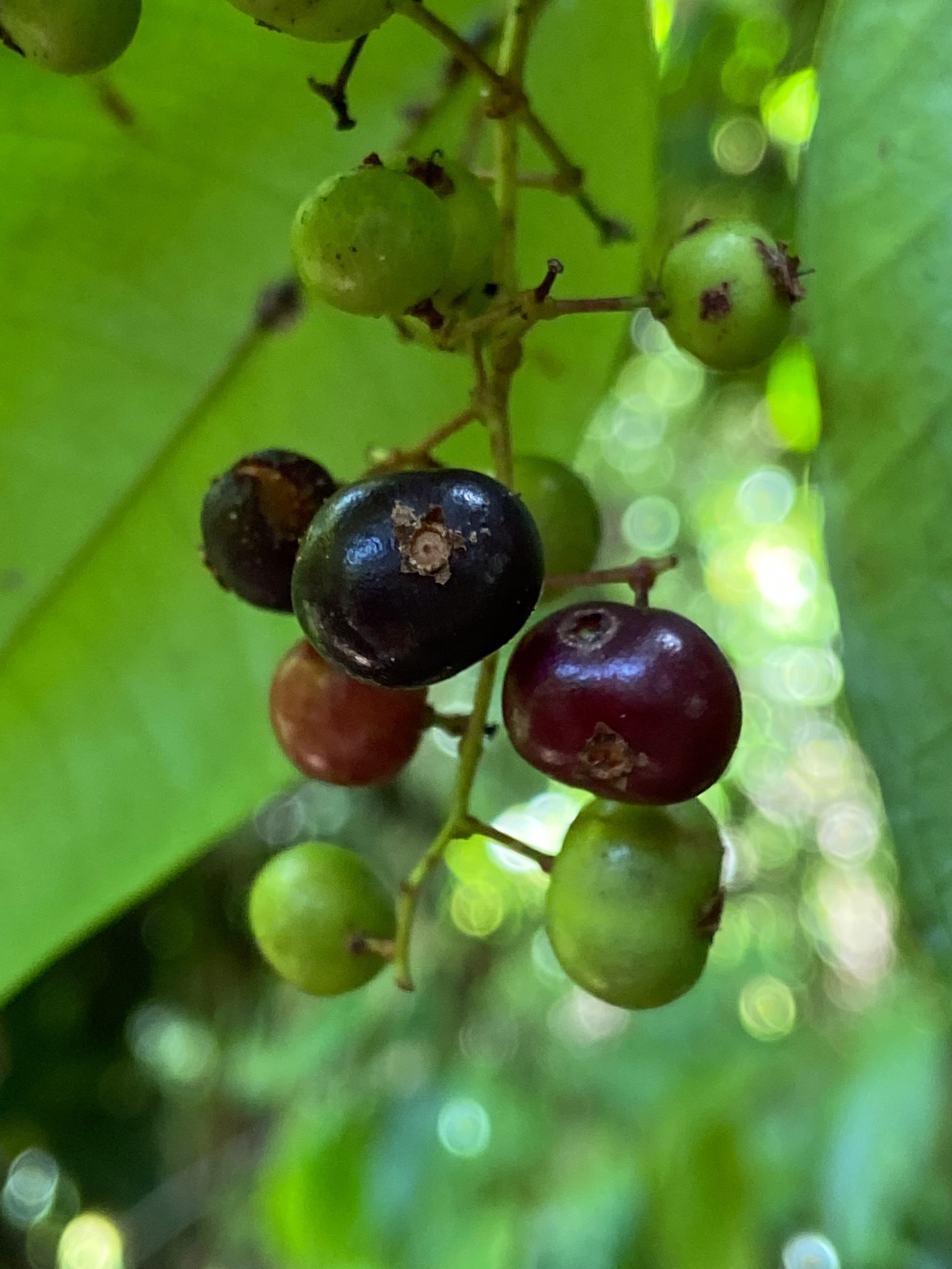 Imagem de Pedra-ume-caá