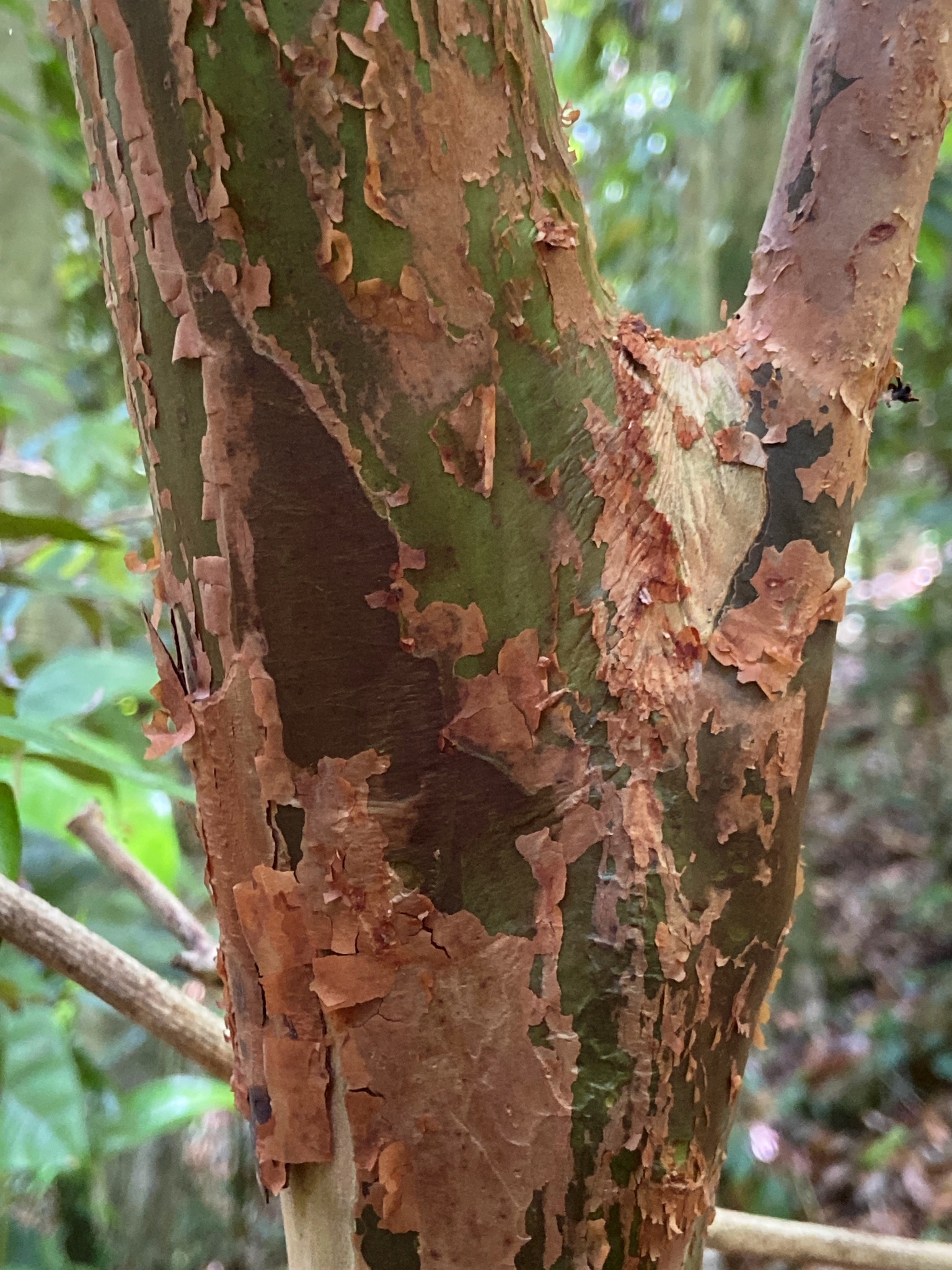 Imagem de Pedra-ume-caá
