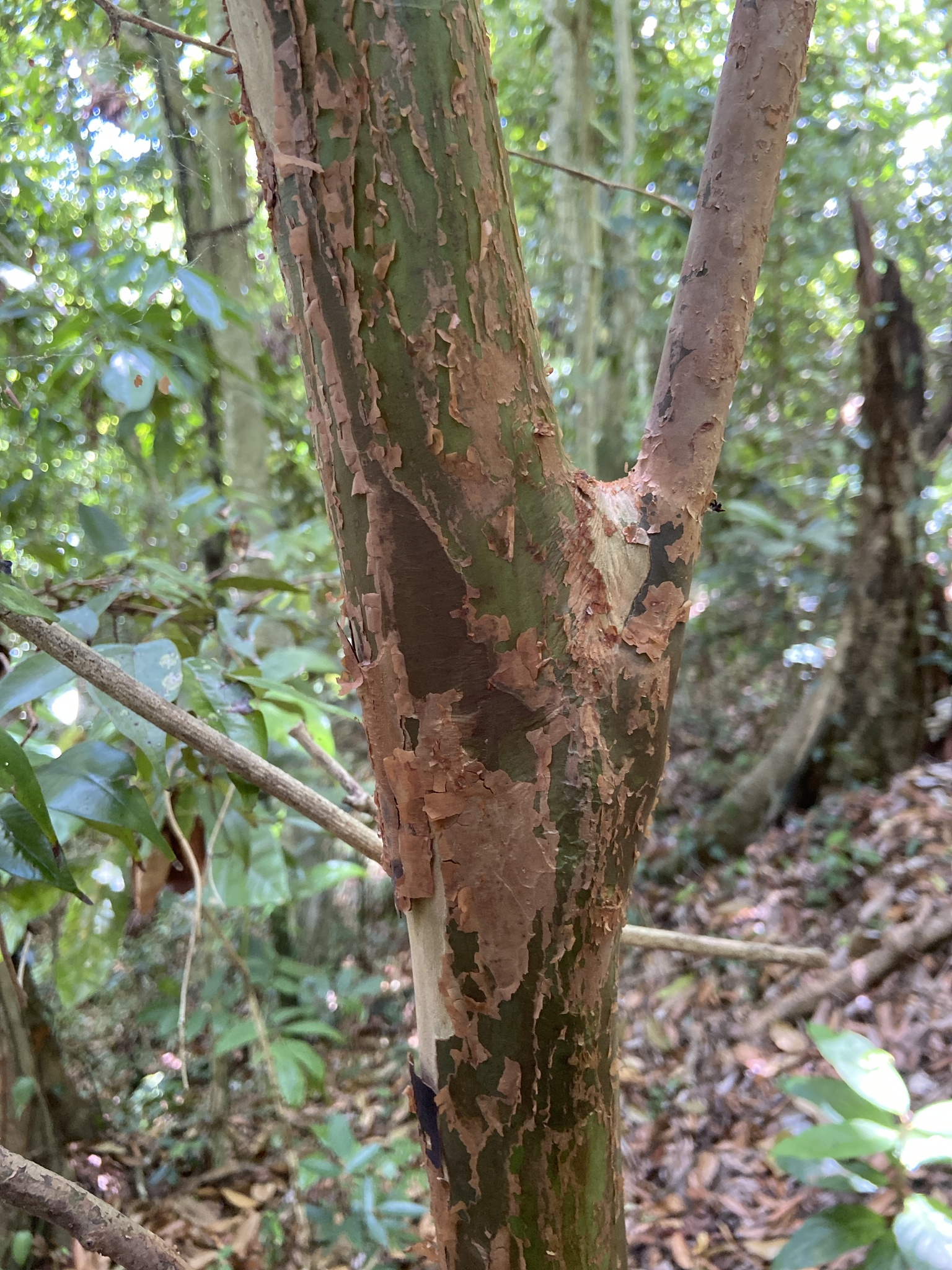Imagem de Pedra-ume-caá
