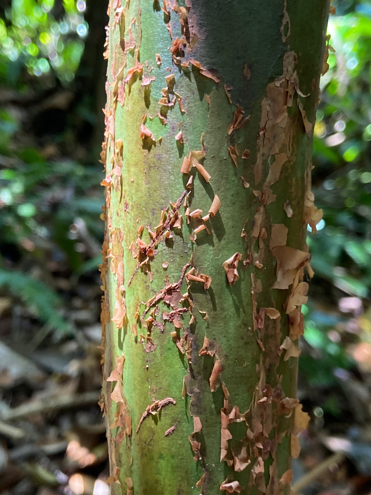Imagem de Pedra-ume-caá