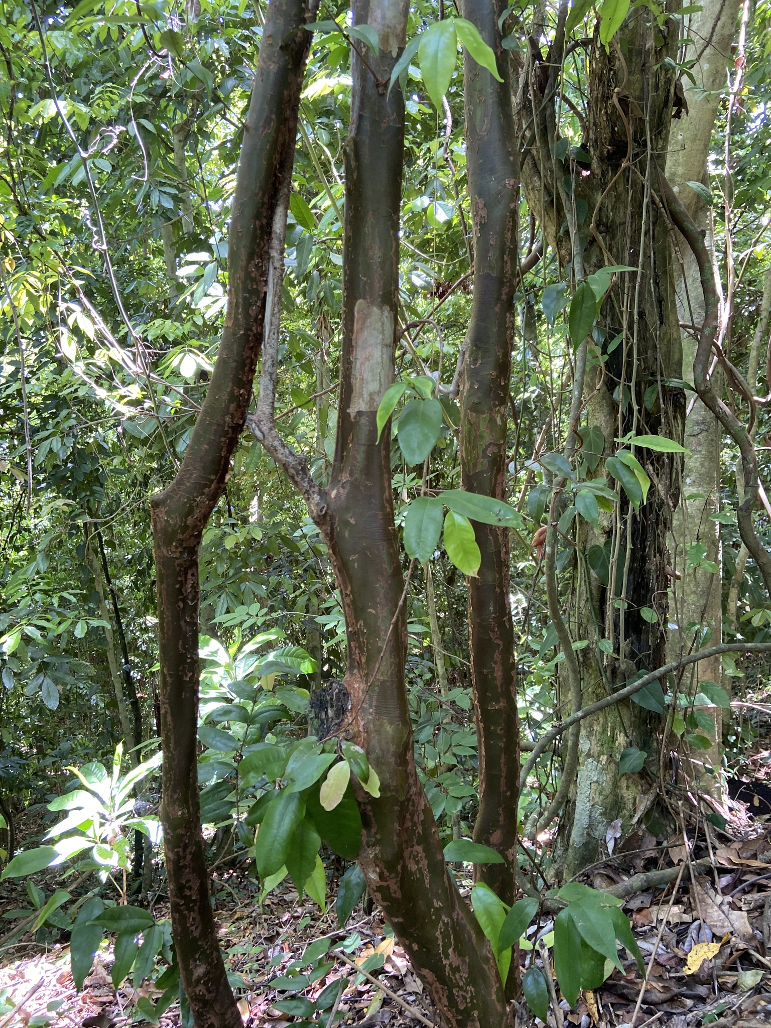 Imagem de Pedra-ume-caá