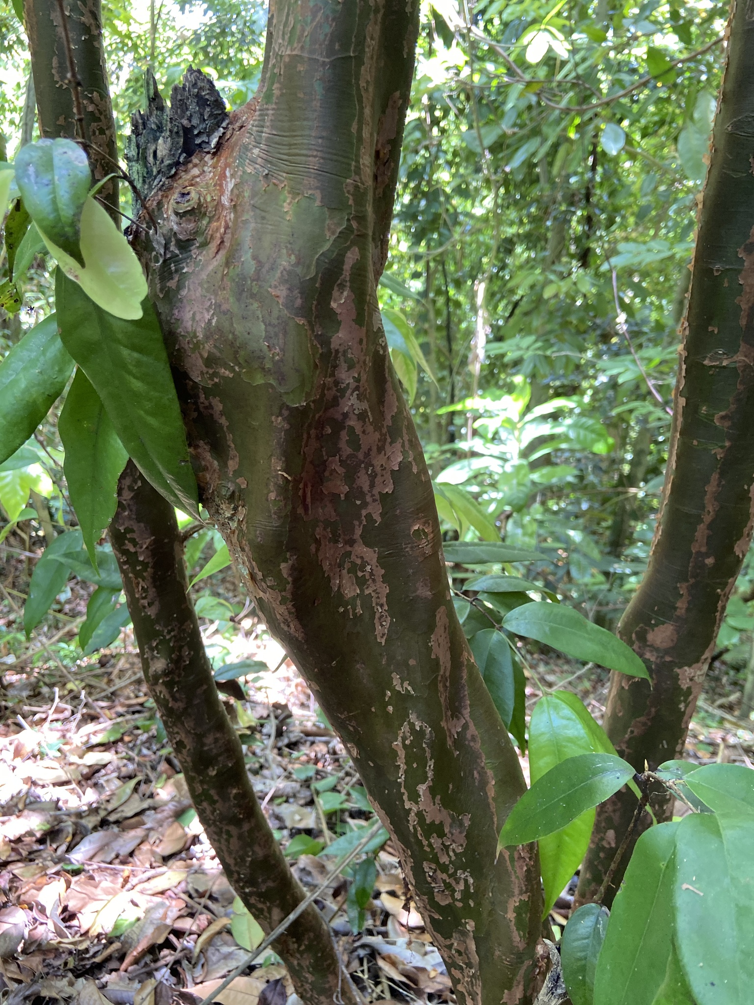 Imagem de Pedra-ume-caá