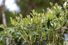 Metrosideros umbellata