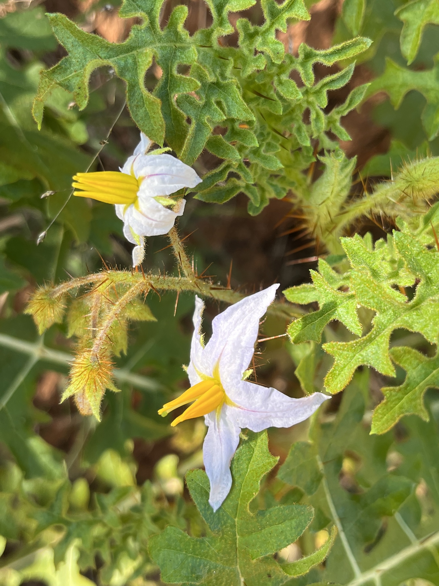 Solanum sisymbriifolium