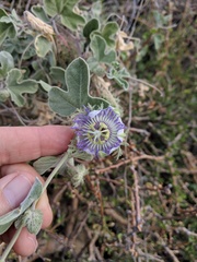 Passiflora arida