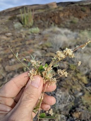 Cuscuta tuberculata