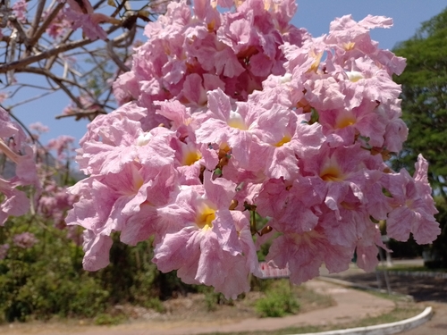 Tabebuia rosea - Leaves