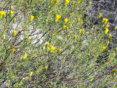 Pteronia cederbergensis