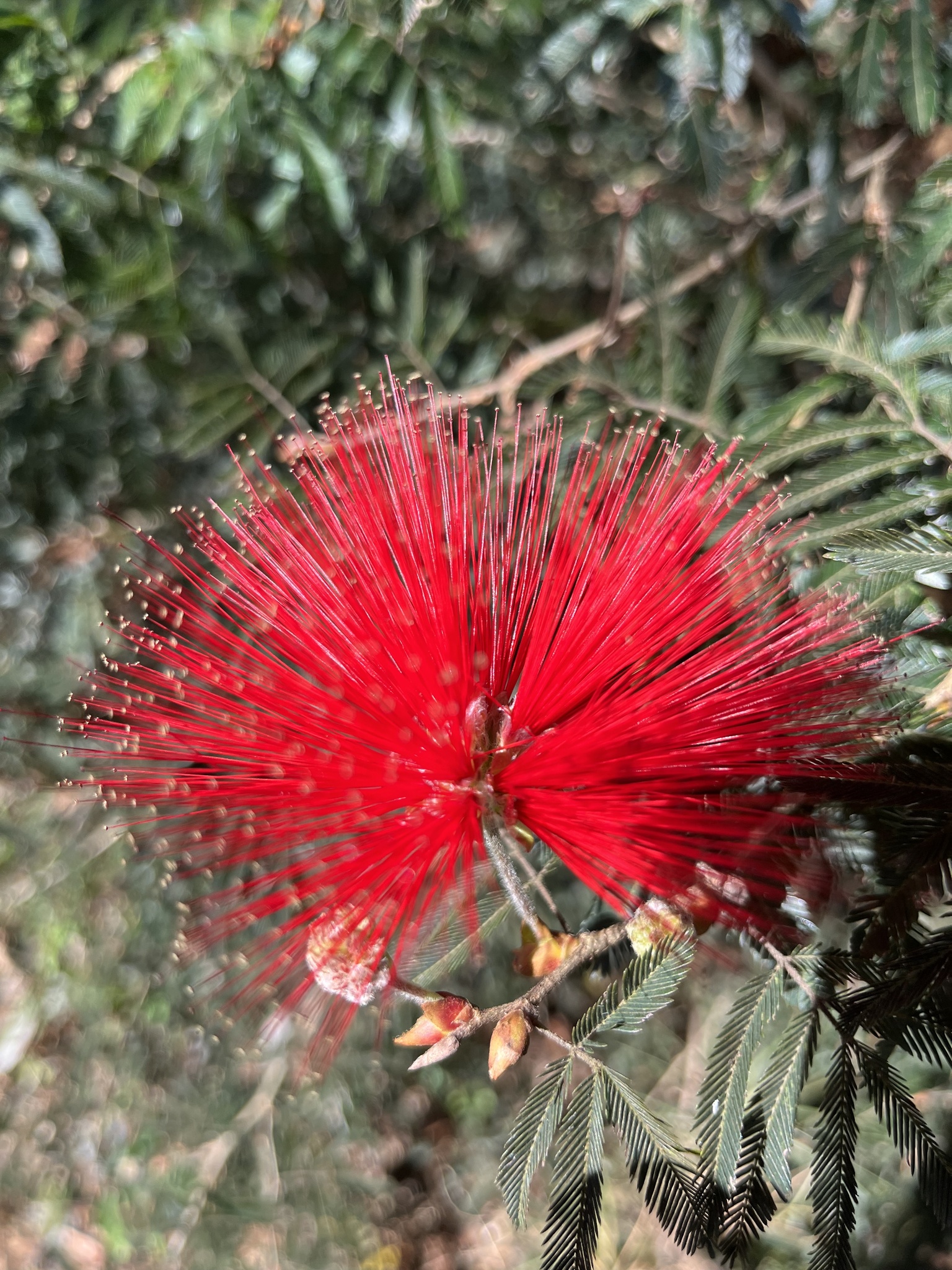 Calliandra tweediei