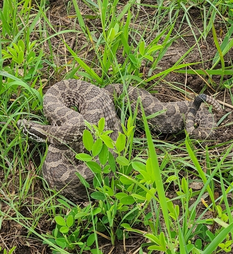 Western Massasauga