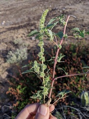 Amaranthus watsonii