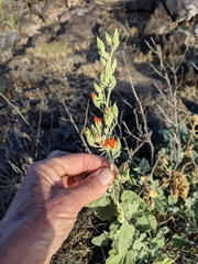Sphaeralcea hainesii