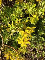 Sedum praealtum