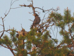 Turdus migratorius image