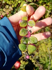 Symphoricarpos × chenaultii
