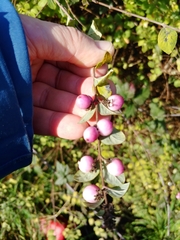 Symphoricarpos × chenaultii