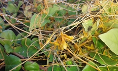 Cuscuta sandwichiana