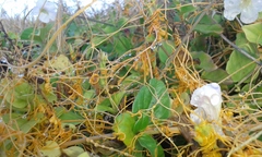 Cuscuta sandwichiana
