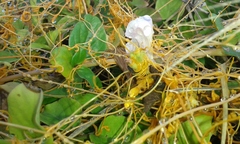 Cuscuta sandwichiana
