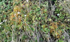 Cuscuta sandwichiana