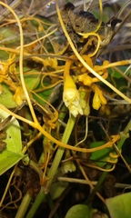 Cuscuta sandwichiana