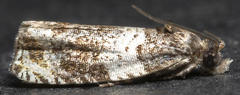 Olethreutes fasciatana