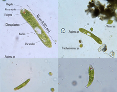 Euglena ehrenbergii