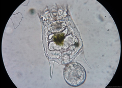 Brachionus calyciflorus