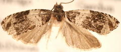 Olethreutes fasciatana