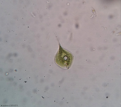Phacus circumflexus
