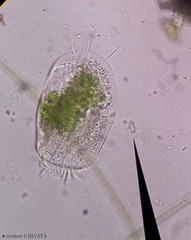 Euplotes