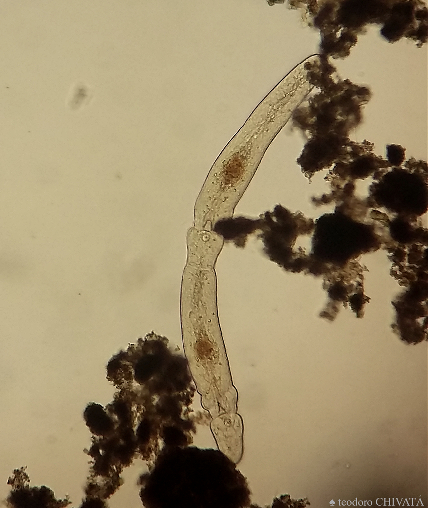 Catenulidae