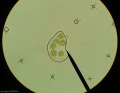Coelastrum