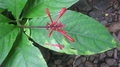 Odontonema