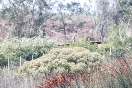 Image of Leucadendron galpinii by (c) Tony Rebelo, some rights reserved (CC BY-SA)
