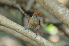 Sakesphorus canadensis