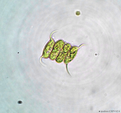Desmodesmus communis