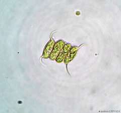 Desmodesmus communis