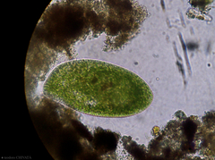 Paramecium bursaria