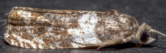 Olethreutes fasciatana