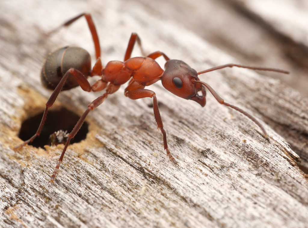 Blood-red Field Ant (Formica sanguinea) · iNaturalist